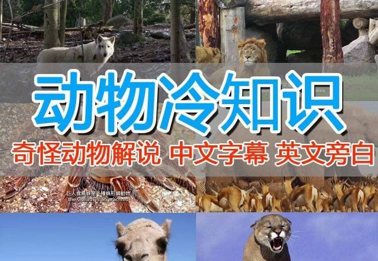 外面卖1699的国外纪录片解说（动物解说、美食、动画片）稳过中视频云创网-网创项目资源站-副业项目-创业项目-搞钱项目云创网